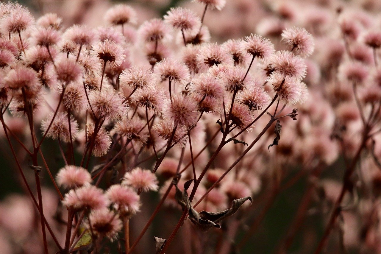 倾城2灰熊直播app怎么详情下载教程